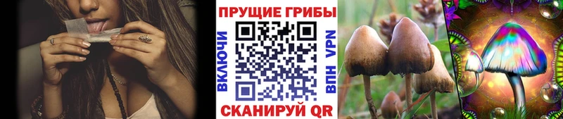 Галлюциногенные грибы Psilocybe  Купить  Палласовка 